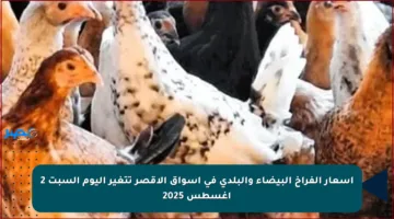 أسعار الفراخ البيضاء والبلدي في أسواق الأقصر تتغير اليوم السبت 2 أغسطس 2025
